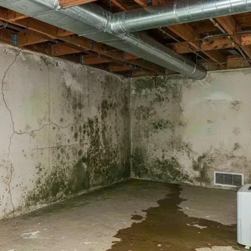 Professional Mold Removal in Forsyth, IL